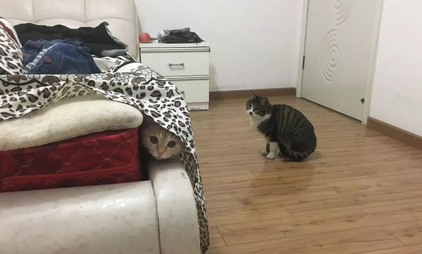 两只猫咪玩躲猫猫，最后一张图表情亮了 