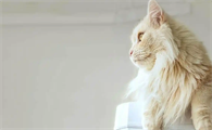 猫咪淋巴结肿大是肿瘤吗