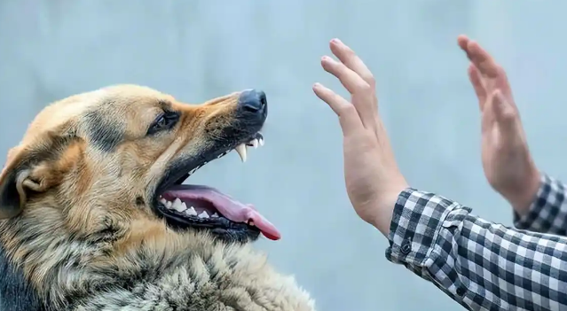 不要投喂“流浪狗”，这几个后果，很少人知道