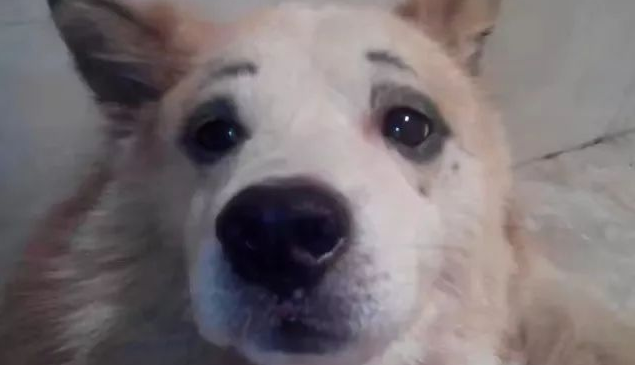 狗狗躲在厕所不出来,宠主得知真相怒了 狗狗躲在厕所不出来,宠主得知真相怒了