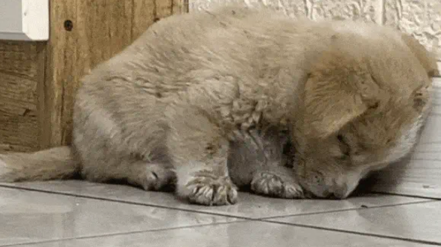 捡回的流浪狗僵坐3小时不敢睡,暖心守护3天,直接翻着肚皮酣睡 捡回的流浪狗僵坐3小时不敢睡,暖心守护3天,直接翻着肚皮酣睡