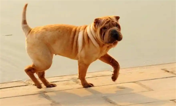 满脸皱纹、形象特异的中国南方宝犬一沙皮犬，深度了解下吧！