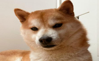 狗瘟与感冒具体要怎么区分?