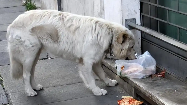 不要投喂“流浪狗”，这几个后果，很少人知道