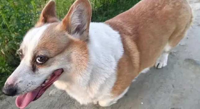 柯基误闯高速致堵塞,交警抓捕反被遛,汪:我走的是“基动”车道