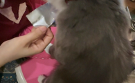 猫零食品牌哪个好？梵琥funhooo解锁猫咪营养新高度