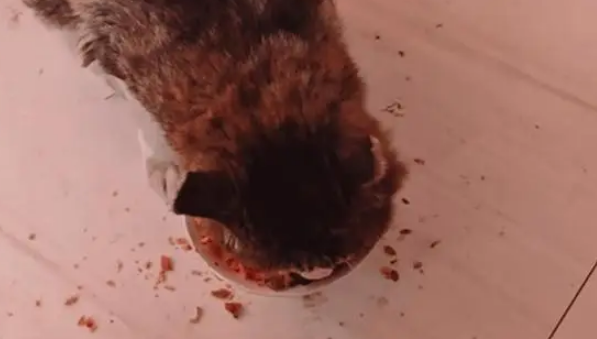 男子分享23岁老猫的生活日常,能吃能睡非常乖巧 男子分享23岁老猫的生活日常,能吃能睡非常乖巧