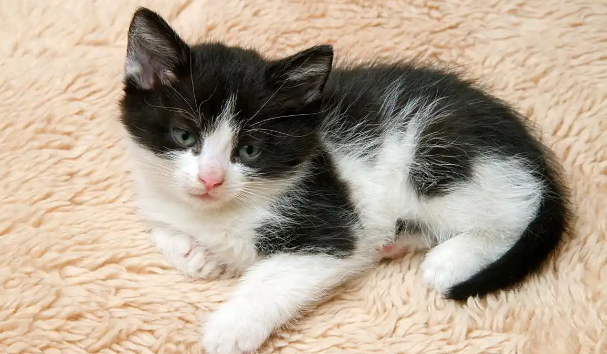 猫咪真菌感染能用人类药物吗