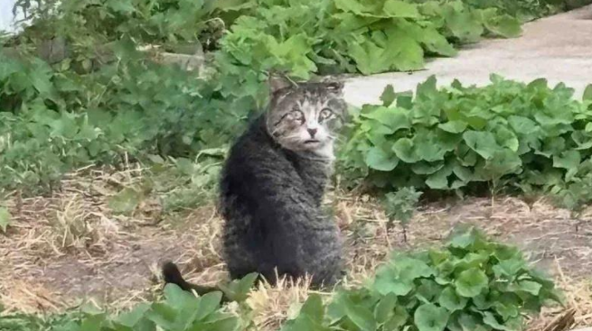 流浪一年，街头恶霸猫被救助后秒变甜心话痨