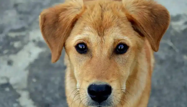 说不出的痛，原来流浪狗的一生竟然如此悲壮！