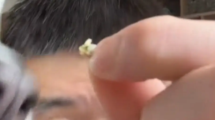 主人开直播卖狗零食,狗子看到展示的肉干露头就秒 主人开直播卖狗零食,狗子看到展示的肉干露头就秒
