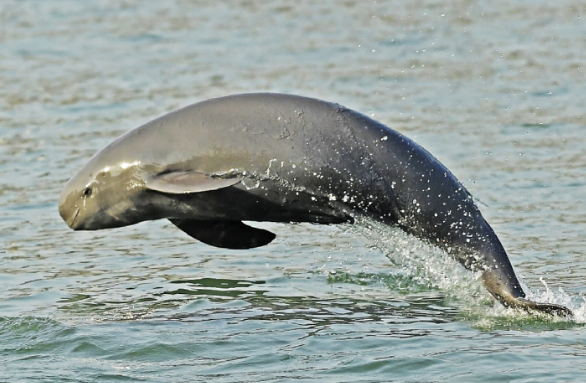 捕杀江豚判几年 捕杀江豚判几年
