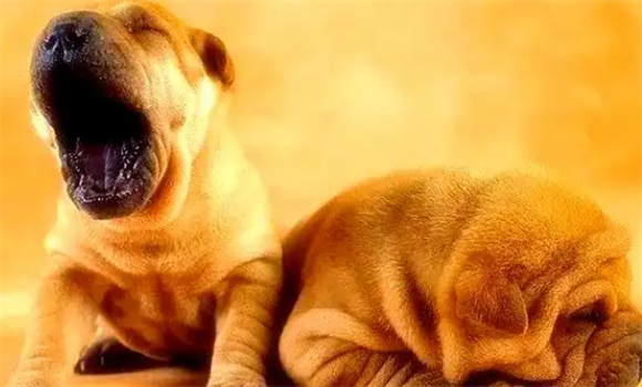 沙皮犬：来自中国的“皱皱萌”，你了解多少？