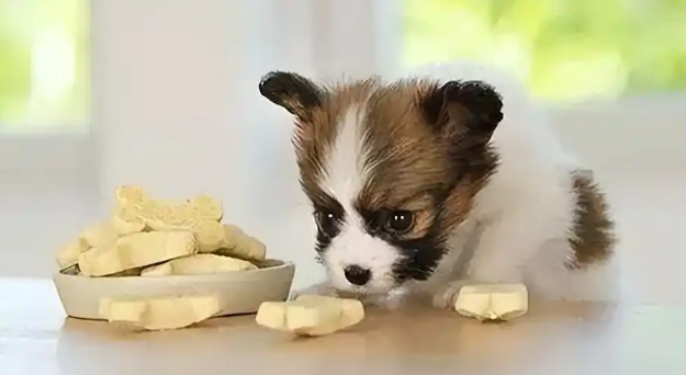 说不出的痛，原来流浪狗的一生竟然如此悲壮！