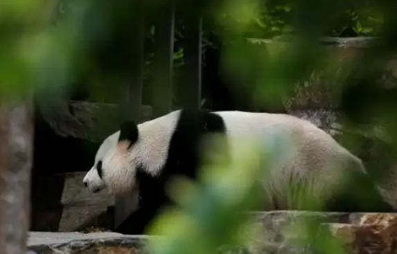 探访旅居澳大利亚的大熊猫“星秋”“怡兰”