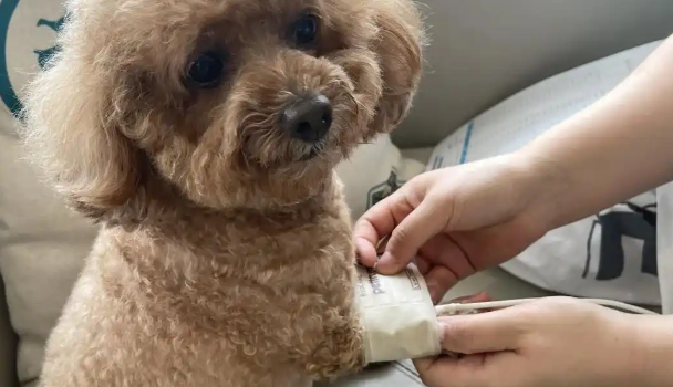 狗狗腿扭伤了吃什么药