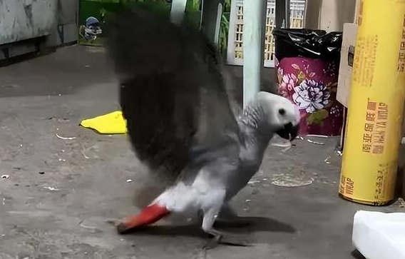 被悬赏3000元走失灰鹦鹉已飞回,当事人?合法喂养,目前状态良好 被悬赏3000元走失灰鹦鹉已飞回,当事人?合法喂养,目前状态良好