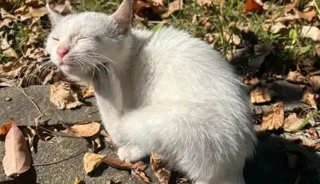 他丢弃的猫抓板,却被流浪猫当成珍宝,用执着赌赢了余生幸福 他丢弃的猫抓板,却被流浪猫当成珍宝,用执着赌赢了余生幸福