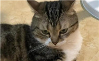 猫咪saa偏高说明什么