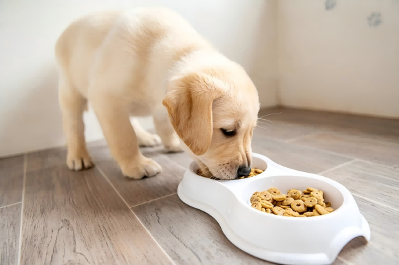 冻干狗粮好不好?富布斯全价成年期犬粮打造营养盛宴 冻干狗粮好不好?富布斯全价成年期犬粮打造营养盛宴
