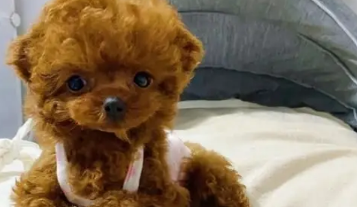 将茶杯泰迪交给妈妈养，半年后变成新品种——茶缸泰迪？