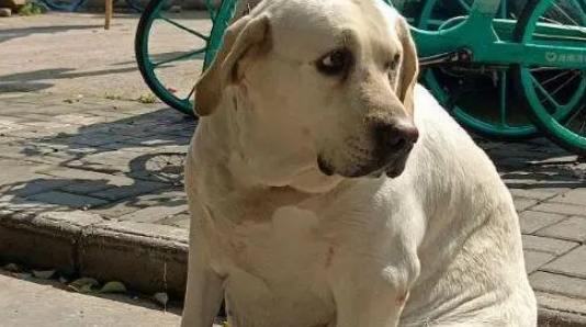 猪狗被困10天,猪饿出马甲线,拉布拉多却胖出啤酒肚 猪狗被困10天,猪饿出马甲线,拉布拉多却胖出啤酒肚