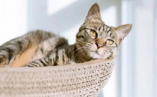 如何预防小猫呼吸道感染? 如何预防小猫呼吸道感染?