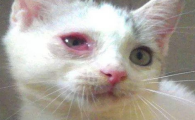 猫鼻支眼睛发炎症状为？