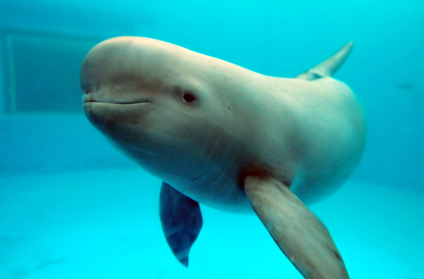 江豚一次生几只