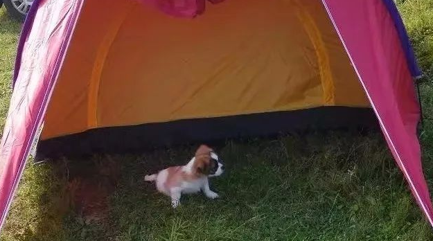 宠主带着狗狗露营,却被驱赶没地方住 宠主带着狗狗露营,却被驱赶没地方住