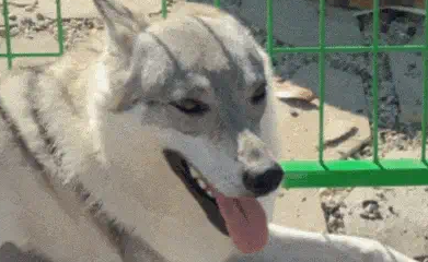 网友不满自家狗儿子长相,给儿媳妇另找了个模子狗 网友不满自家狗儿子长相,给儿媳妇另找了个模子狗