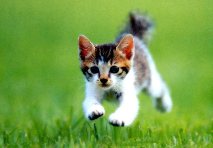猫得猫传腹的时候会流口水吗? 猫得猫传腹的时候会流口水吗?