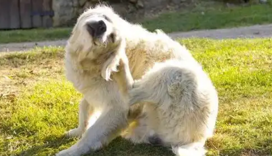 狗狗挠痒痒还到处啃用什么药