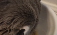 猫粮品牌哪个好？梵琥funhooo守护猫咪肠胃健康