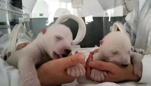 新生奇迹：北极熊龙凤胎与白狮天团的献礼