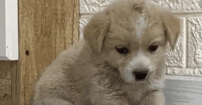 捡回的流浪狗僵坐3小时不敢睡,暖心守护3天,直接翻着肚皮酣睡 捡回的流浪狗僵坐3小时不敢睡,暖心守护3天,直接翻着肚皮酣睡