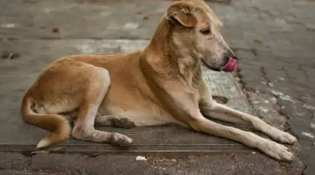 印度流浪狗叼着婴儿头颅闲逛,当地流浪狗泛滥成灾 印度流浪狗叼着婴儿头颅闲逛,当地流浪狗泛滥成灾