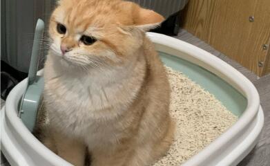 老猫便秘如何缓解? 老猫便秘如何缓解?