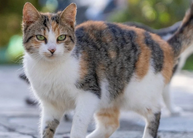 猫咪牙龈红肿是什么原因导致的
