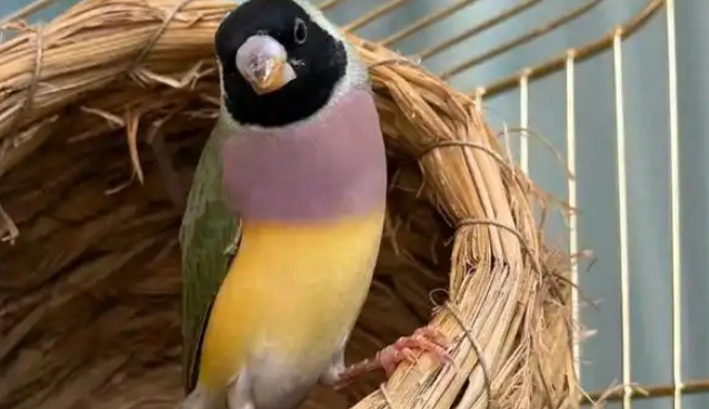 七彩文鸟的详细喂养方法,一起来看看吧! 七彩文鸟的详细喂养方法,一起来看看吧!