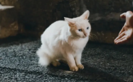 猫的毛球性胃炎症状