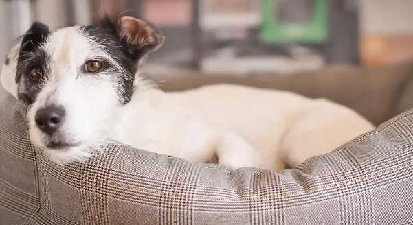 狗狗感冒咳嗽有痰该怎么缓解 狗狗感冒咳嗽有痰该怎么缓解