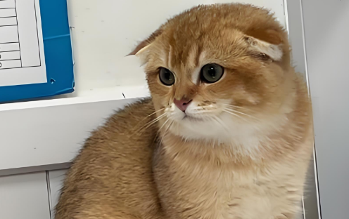 猫耳朵耷拉怎么回事