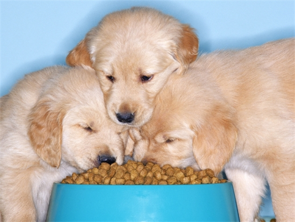 狗狗发低烧吃什么药