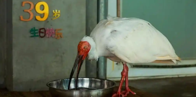 近40岁奇迹!最长寿朱鹮“平平”在北京动物园去世 近40岁奇迹!最长寿朱鹮“平平”在北京动物园去世
