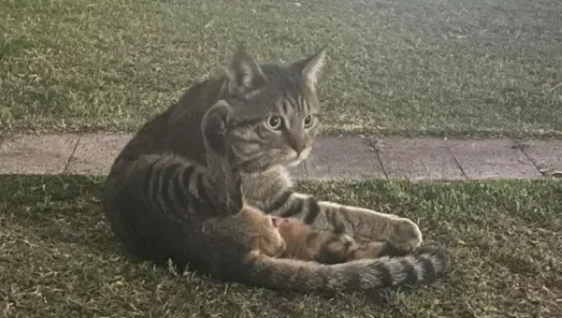 博主捡到流浪猫,假装寻主三天,最后“勉为其难”收养 博主捡到流浪猫,假装寻主三天,最后“勉为其难”收养