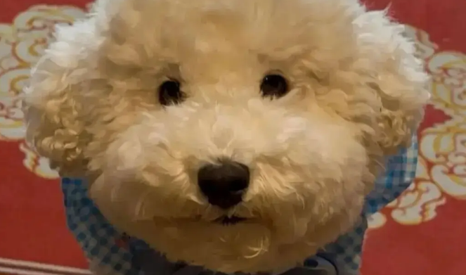 网友说她家比熊眼睛很小，我一看……哈哈哈哈