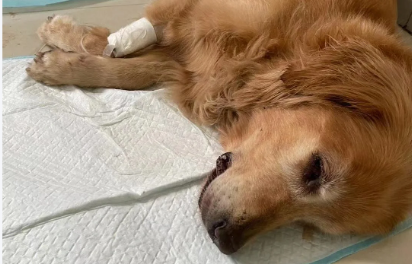 狗轻度脑炎症状