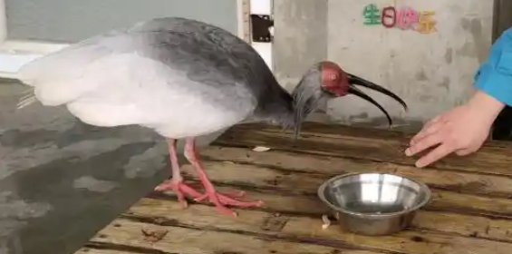 近40岁奇迹!最长寿朱鹮“平平”在北京动物园去世 近40岁奇迹!最长寿朱鹮“平平”在北京动物园去世