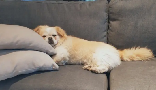 狗狗结石手术后恢复期多久
